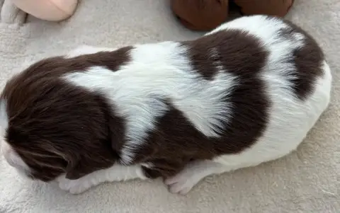 English Springer Spaniel  B................. Des Etan c3bf6 photo 3