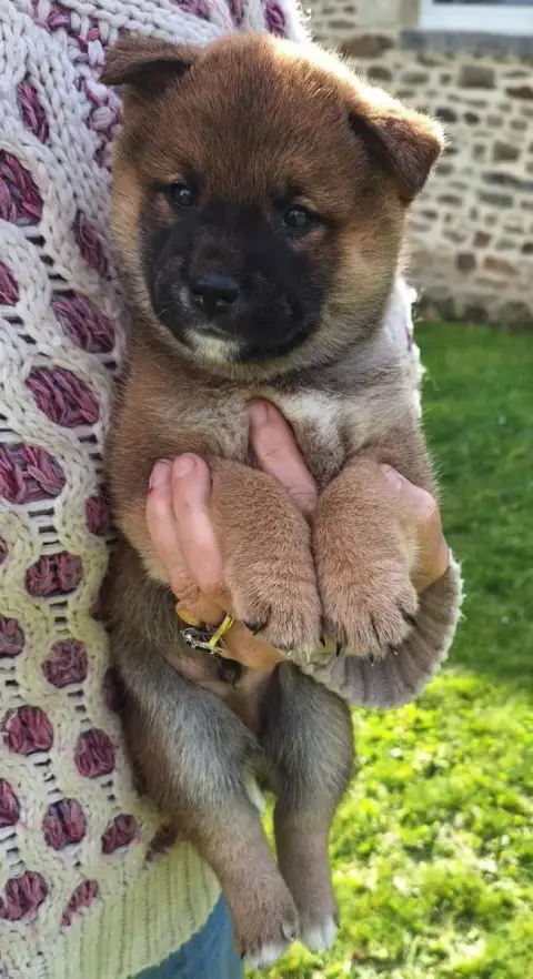 Shiba  Chiot N°6 Du Sceau-