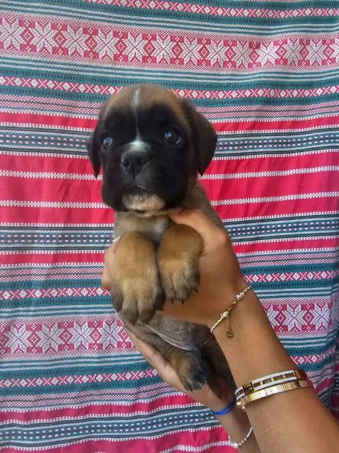 Boxer  Chiot N°6 Du Soleil De L'Aurion