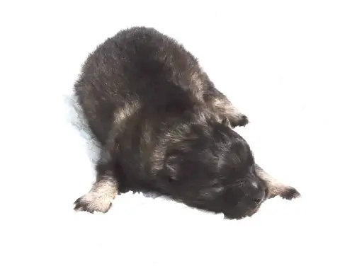 Spitz Allemand  Chiot