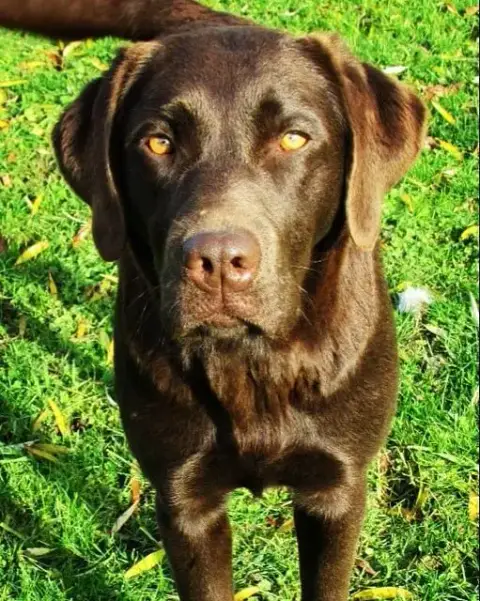 Labrador Retriever  Chiot N°6 By Champs'Or photo 3