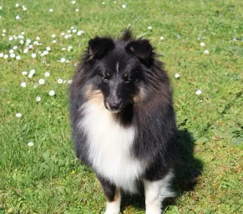 Shetland Sheepdog  Aïvy Kyubi Sheperds