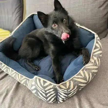 Chien Schipperke À L Adoption