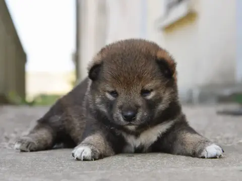 Shiba 
                        Femelle Sésame Noire D c2689