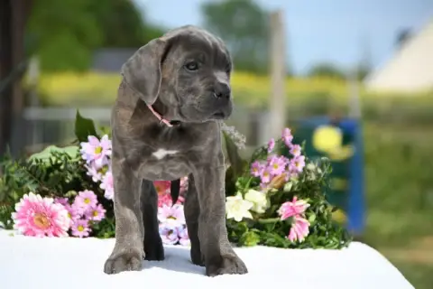 Cane Corso  Collier Rose I Have A Dream photo 2