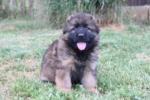 Berger Allemand Poil Long  Chiot 6 De L'Hacienda Del  368f3