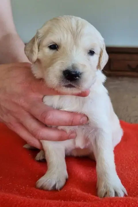 Golden Retriever  Chiot N°8 Des Hirondelles Du Voyage 7d598 photo 3
