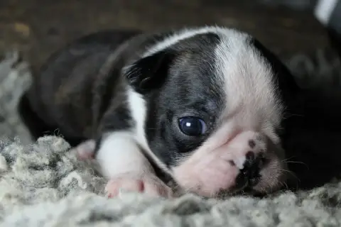 Boston Terrier  Boulette Boy Des Pokamchoux