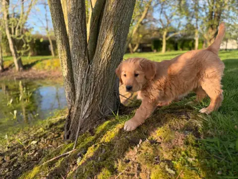 Golden Retriever  Miss Noire Of Heemany