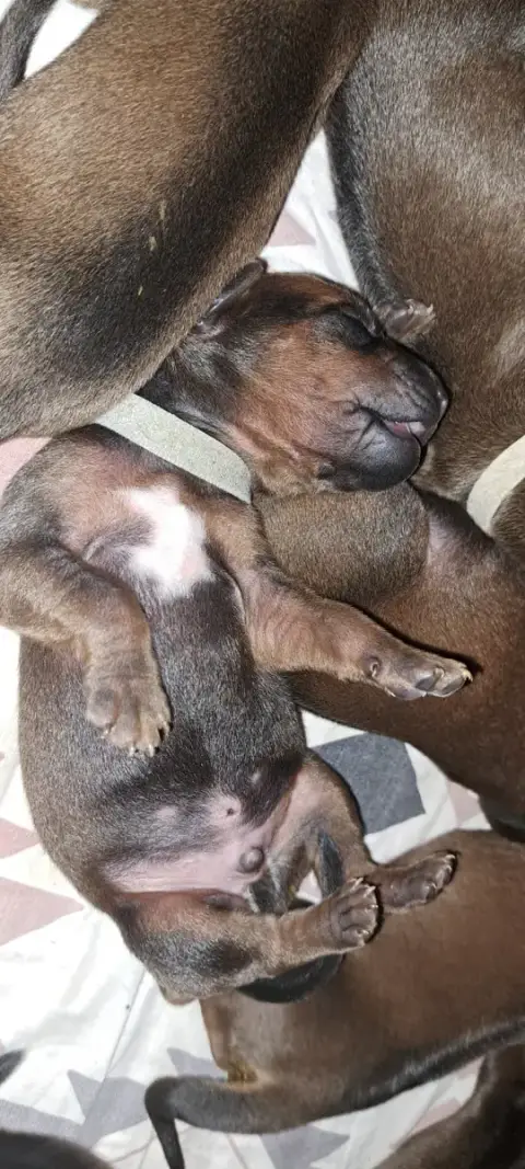 Rhodesian Ridgeback  Bangolo Kutamba Familia Nostra 80ee6