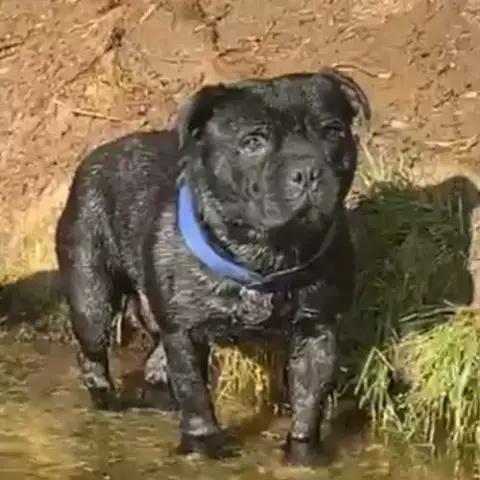 Superbes Chiots Staffie À Vendre