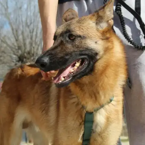 Alikam Un Malinois Exemplaire, Parfait