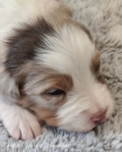 Berger Australien  Chiot 1 / Collier Rouge De La Cité 301de