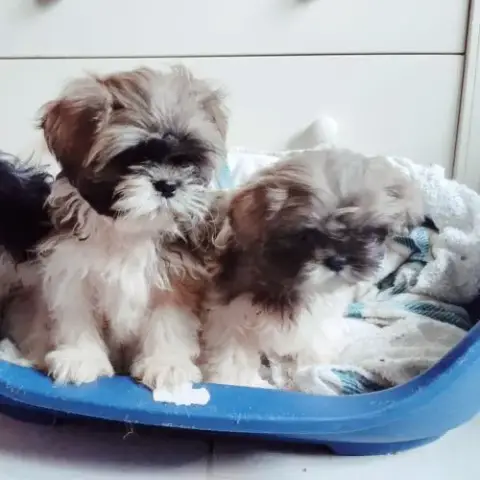 Chiots Shihtzu Non Lof