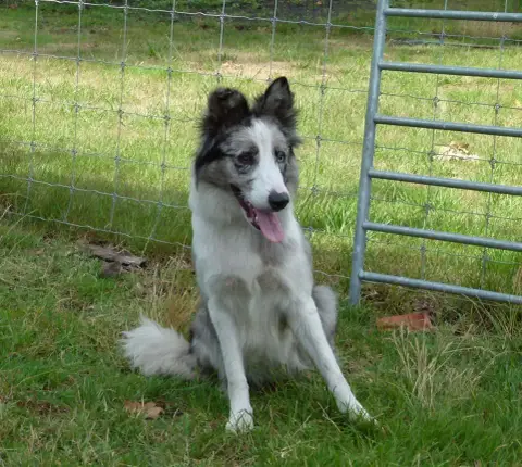 Border Collie  Be Cool De La Flam Blanche photo 3
