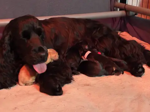 Cocker Spaniel Anglais  Noir Et Feu Du Canal Des Filo 1cb16