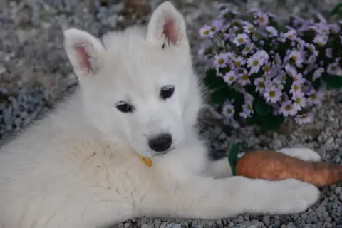 Siberian Husky  Boreas Aurore Siberian Southeast