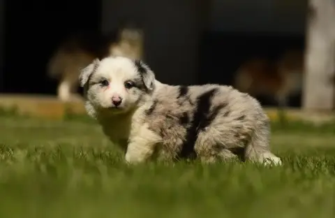 Border Collie  Chiot N°1 Des Collines De Sagne photo 2
