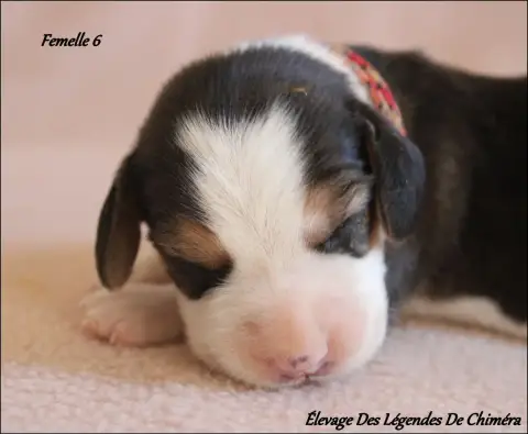 Beagle photo 2