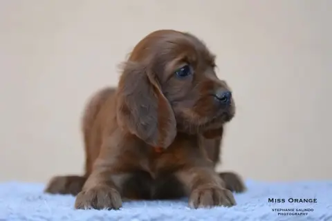 Setter Irlandais Rouge  Ballina