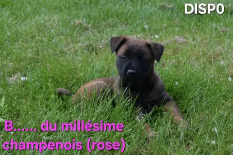 Berger Belge  B....... Du Millésime Champenois photo 2