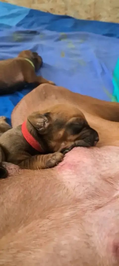 Rhodesian Ridgeback  Bakina Kutamba Familia Nostra photo 2
