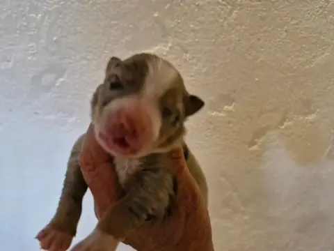 Berger Australien  Chiot 2 De La Rectouresse