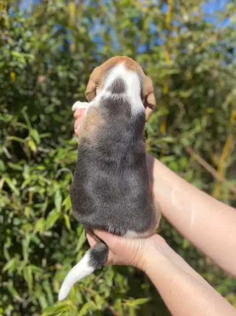 Beagle  Chiot 1 De L'Esprit Du Carbonado photo 3