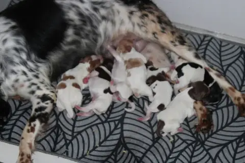 Epagneul Breton 
                        Chiot 4 De L b35f3