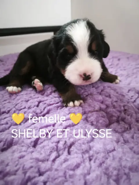 Adopter Bouvier Bernois 
                        Collier Jaun e5d70