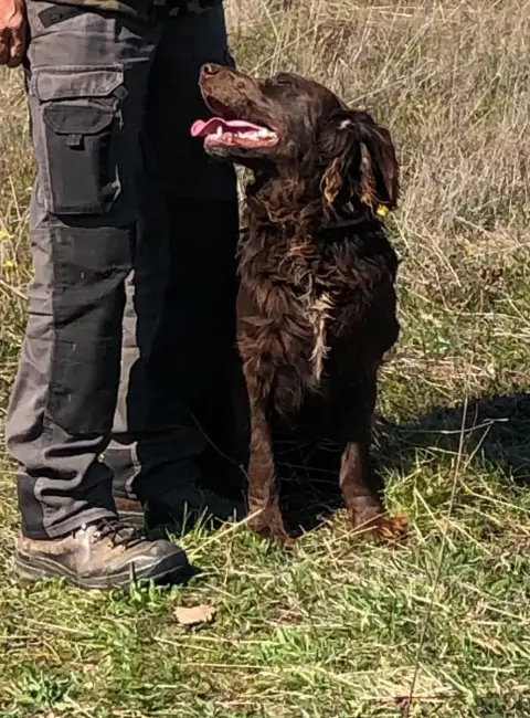Chien D'Oysel Allemand  Vasco Des Ronciers Pourpres 19e84 photo 3