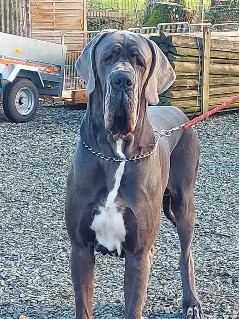 Dogue Allemand  Accapella Du Jardin Royal photo 3