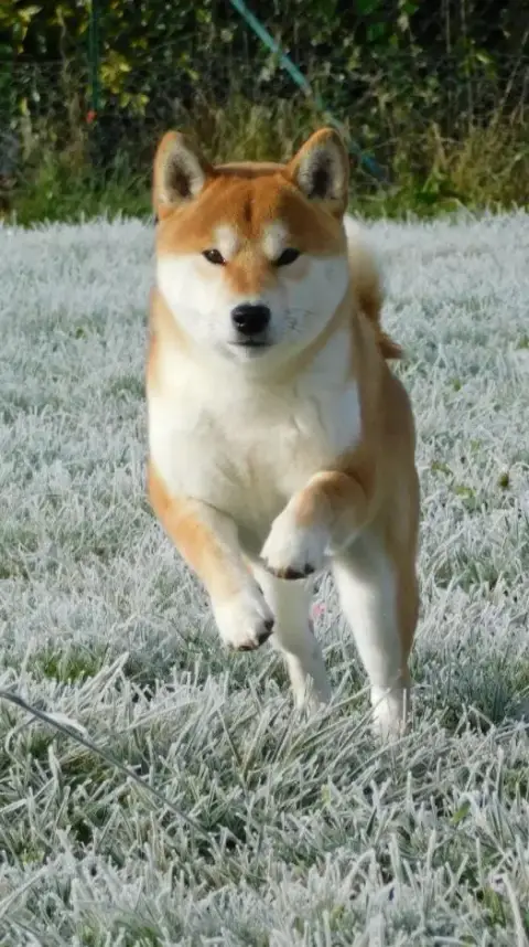 Shiba photo 3