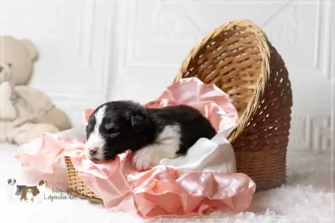 Berger Australien  Chiot N°4 Des Légendes De Maika photo 2