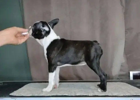 Boston Terrier  Chiot N°3 Born To Rise De Yu Box photo 2