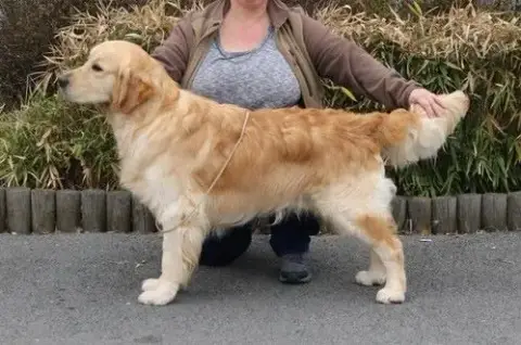 Golden Retriever  Chiot 2 Des Terres De La Marquise b65a3 photo 2