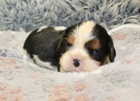 Cavalier King Charles Spaniel  Chiot N°3