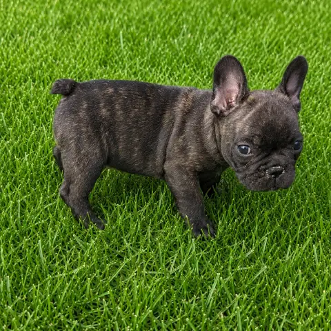Bouledogue Français  Belle Lilybelle Du Monde De Cali a5a5e photo 2