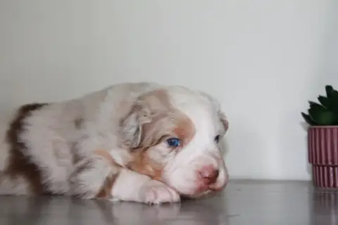 Berger Australien  Chiot N°1 Du Rêve Des Joyaux photo 2