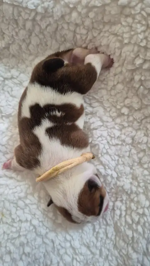 Bulldog Anglais  Blue Dynastie D'Apadoka photo 2