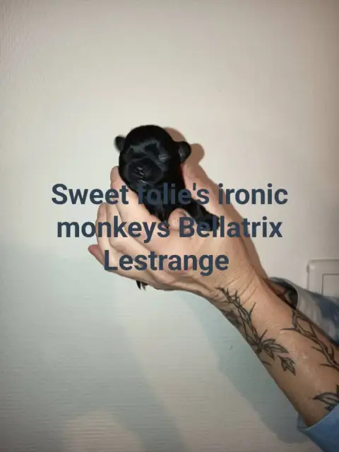 Affenpinscher  Bellatrix Lestrange Sweet Folie'S Iron 978da