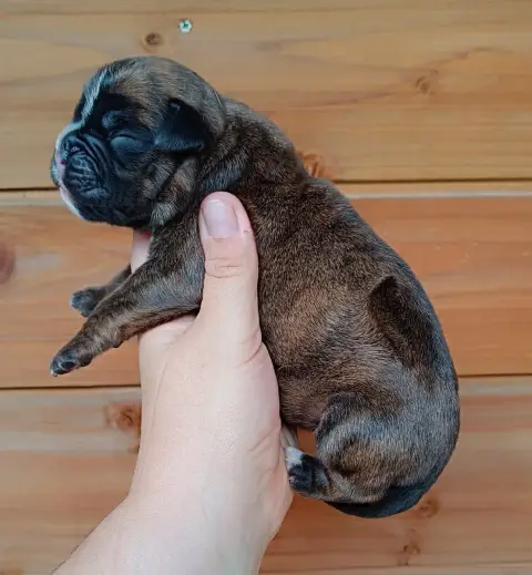 Boxer  Chiot Des Gardiens De Chami photo 3
