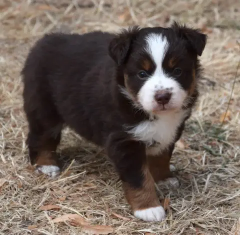 Berger Américain Miniature  Chiot N°5 photo 2