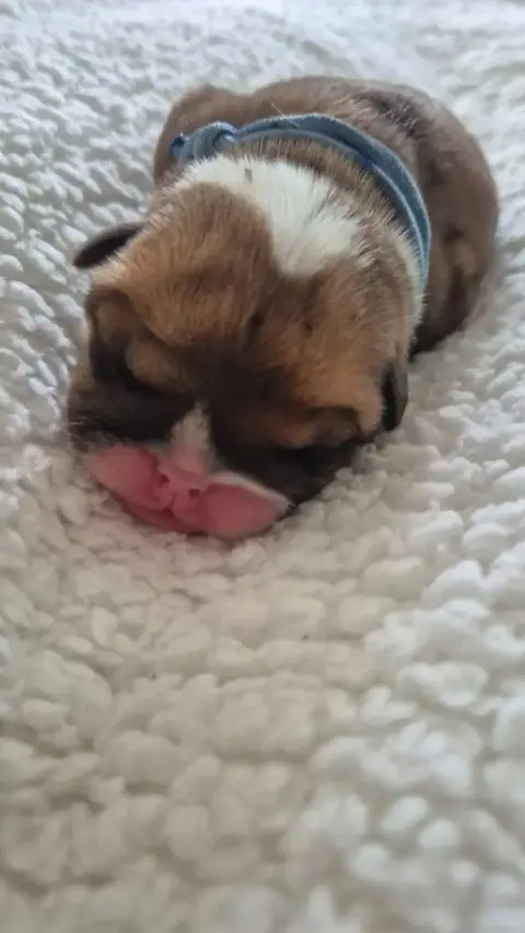 Bulldog Anglais  Brooklyn Gangsta D'Apadoka