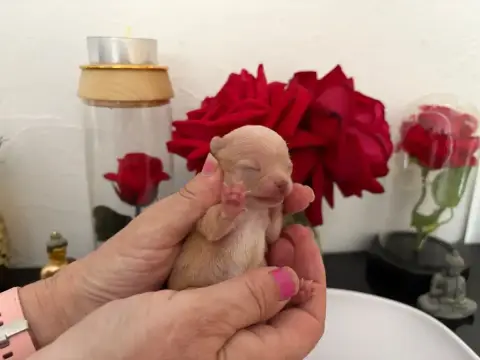 Chihuahua  Chiot N°6B Des Roses De Lolita photo 2