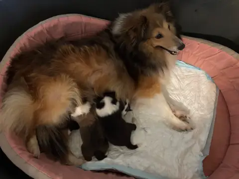 Shetland Sheepdog 
                        Bonie Gold c446d photo 3