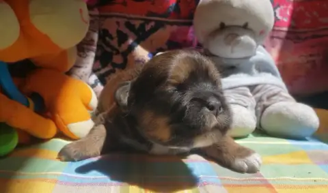 Lhassa Apso photo 2
