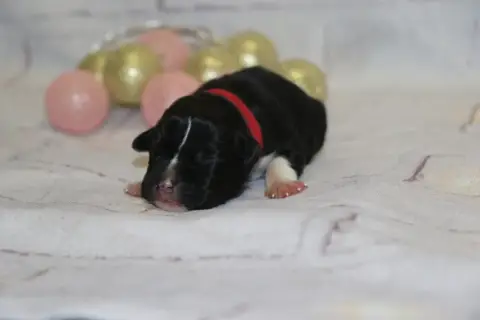 American Staffordshire Terrier  Collier Rouge Dream O bc6d3