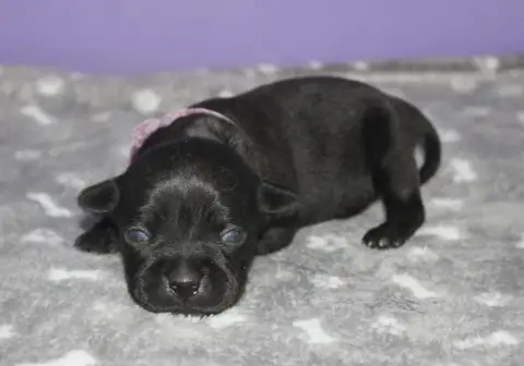 Staffordshire Bull Terrier