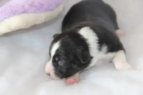 Berger Américain Miniature  Chiot N°3 Na Caorrun photo 3